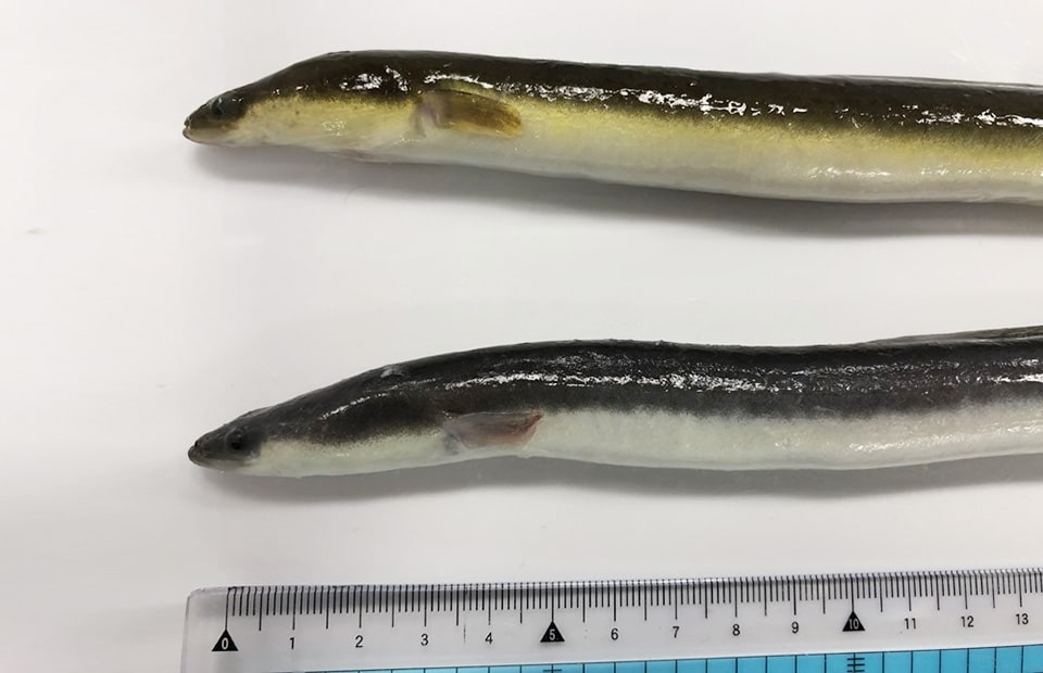 天然と養殖の違い