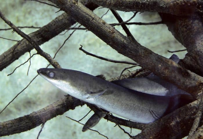 うなぎの旬は夏じゃない