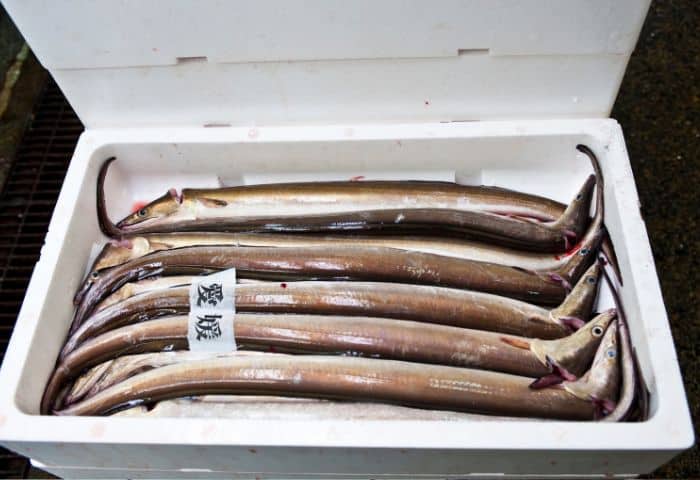 なぜ夏場の天然うなぎは「味が落ちる」と言われるのか