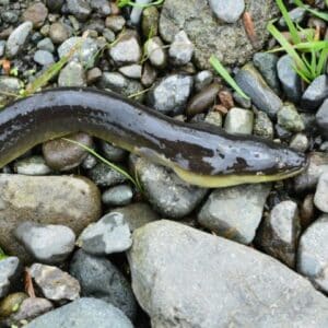 「天然＝最高」は間違い？うなぎの天然と養殖の違い、味や見分け方を職人が実証