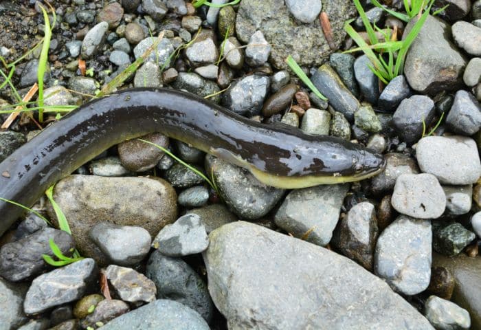 うなぎの天然と養殖の違い