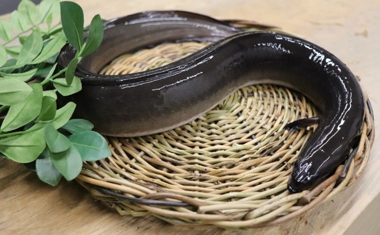 うなぎが「食べる美容液」と呼ばれる理由