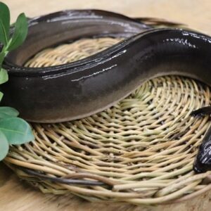 実はうなぎの血には毒がある それでも安心して食べられる理由