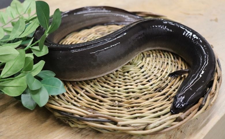 山美世のうなぎ