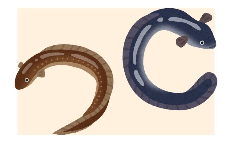 うなぎとあなごの違い