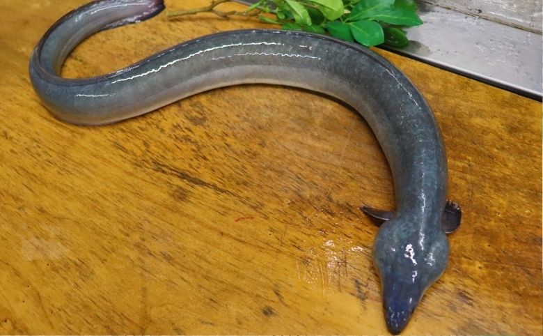 うなぎ捌きに免許はない あるのは積み上げた年数だけ