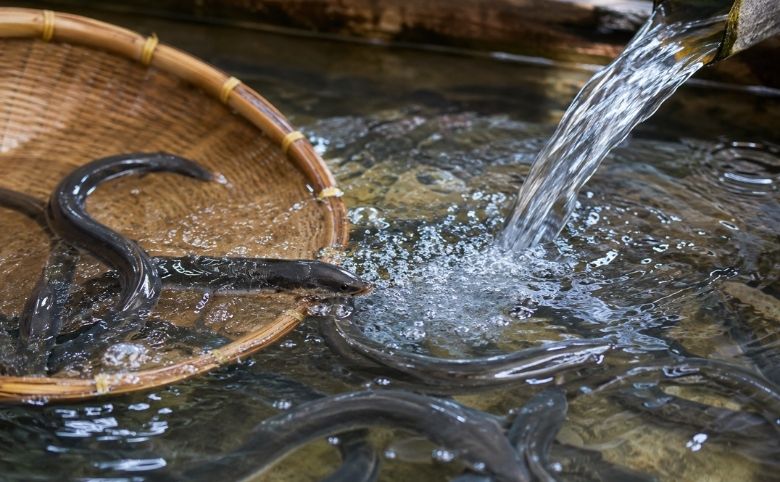 水質がうなぎの味を左右する理由