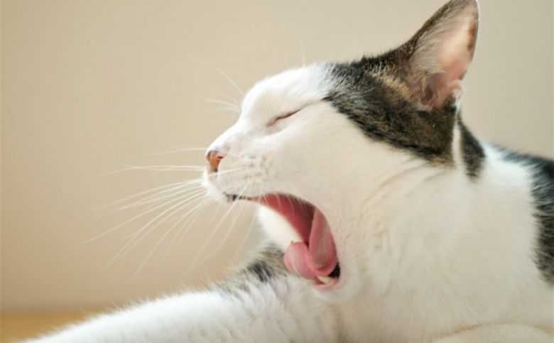うなぎを食べると眠くなる理由