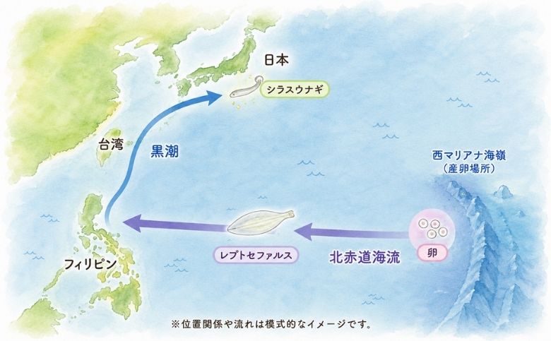 西マリアナ海嶺から日本までの回遊ルート